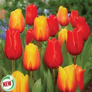Sensual Salsa Tulip Blend Thumbnail